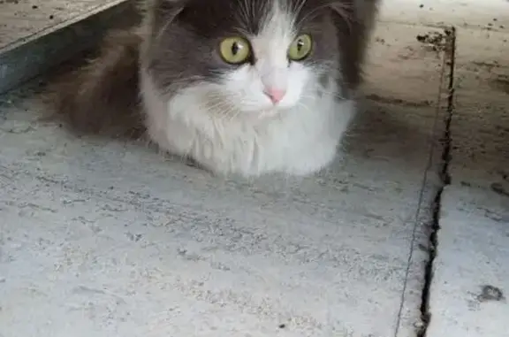 Кошка найдена: Опытная ул., 1, Челябинск