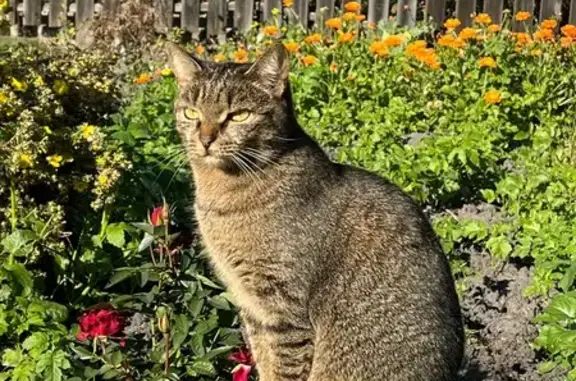 Кошка пропала, Вишнёвая 20, Тюмень