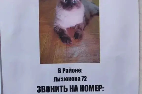 Пропала кошка, ул. Лизюкова, 72, Воронеж