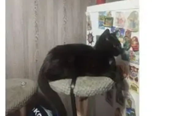 Пропала кошка, Спортивный пер., Новозыбков