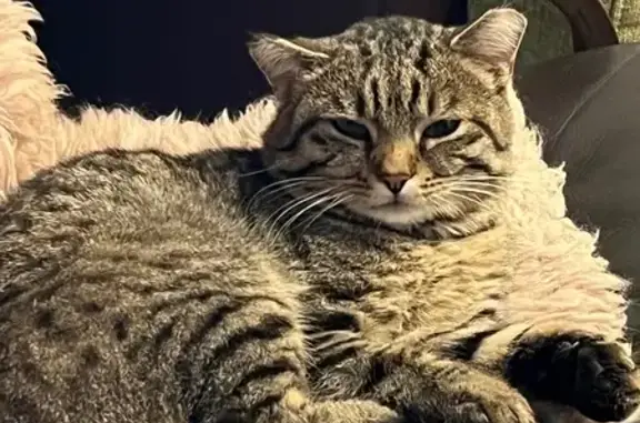 Кошки потеряшки, , фото: Потеряшка кошка, Снежная ул. 1А