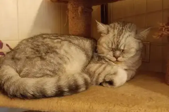 Кошки потеряшки, Екатеринбург, фото: Потеряшка кошка, Ильинский пер., 31, Екб