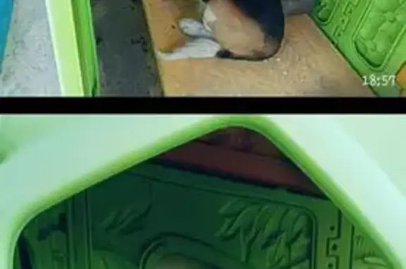 Бигль найден: Сосновая ул., 70, Темерницкий