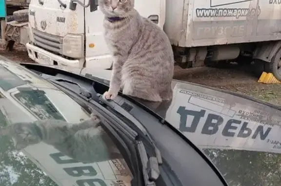 Кошки потеряшки, Красноярск, фото: Потеряшка кошка, Солнечный бульвар 5/4