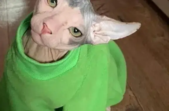 Кошки потеряшки, Красноярск, фото: Потеряшка кошка, ул. Воронова, 12Д