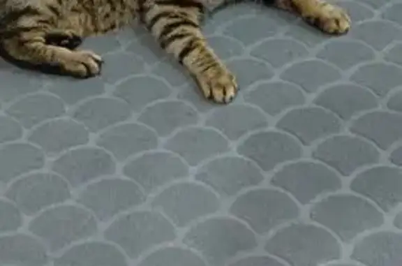 Кошки потеряшки, Усолье-Сибирское, фото: Потеряшка кошка, Серёгина 15, Усолье-Сибирское