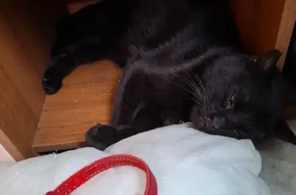 Найдена кошка, Санкт-Петербург, фото: Кошка найдена: Константина Заслонова