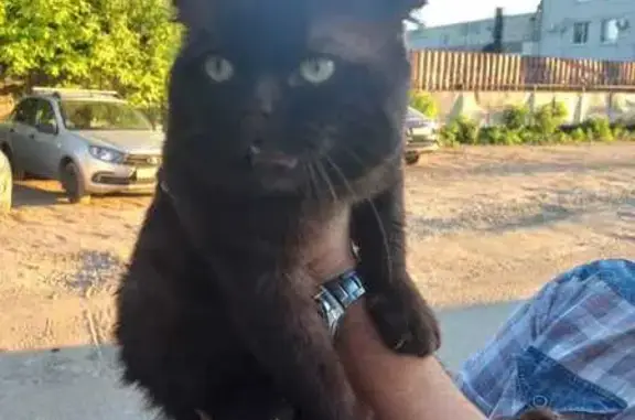 Найдена кошка, Марковское, фото: Кот найден: Марковское с/п, 88Н-10009