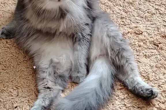 Кошки потеряшки, Красноярск, фото: Потеряшка кошка, Ольховая ул. 14, Красноярск