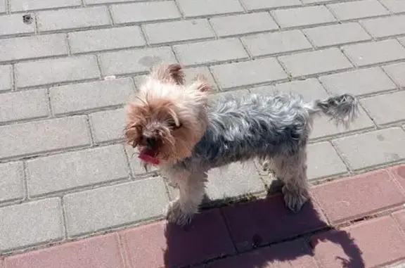 Собака найдена на Пахотной ул., Тамбов