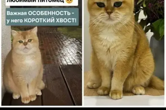 Кошки потеряшки, Нефтекамск, фото: Потеряшка кошка, ул. Мустая Карима, 15