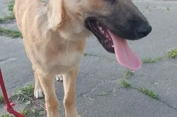 Щенок найден: Сиреневый проезд, 9, Липецк