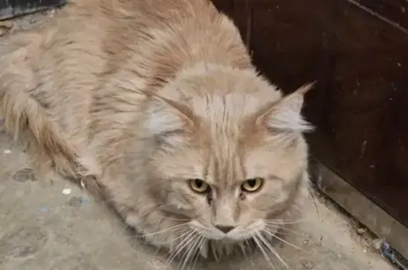 Кошка найдена: 40 лет Победы, 81, Волжский