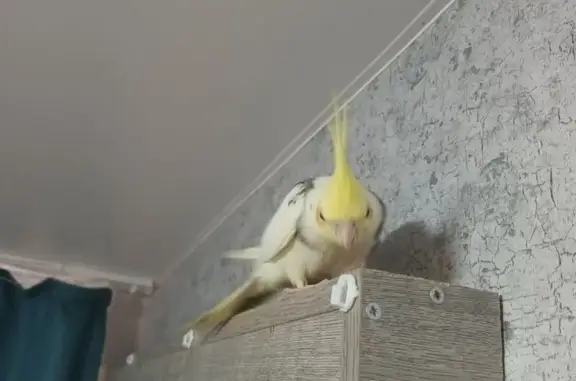 Пропал попугай Вася, ул. Авангардная