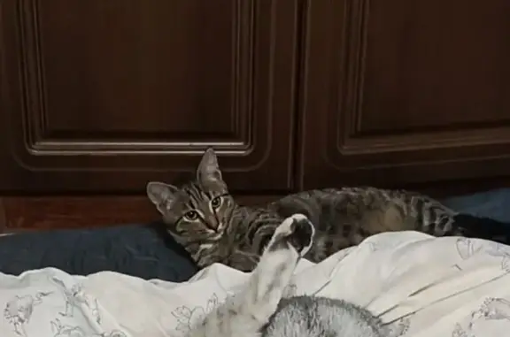 Пропала кошка, Володарского 2А, Сызрань