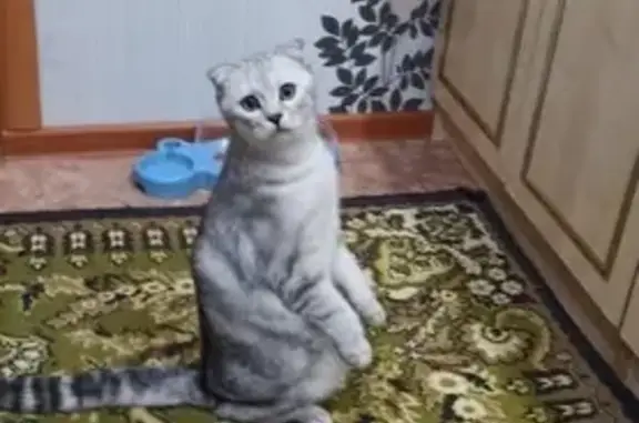 Пропала кошка, Садовая ул., Звенигово