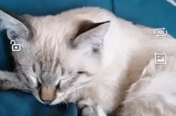 Пропала кошка, ул. Машиностроителей, 12