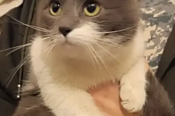 Найдена кошка, Королёв, фото: Найдена кошка, ул. Суворова, 11А, Королёв