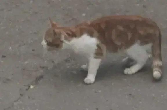 Найдена кошка, Литейная 17, Подольск