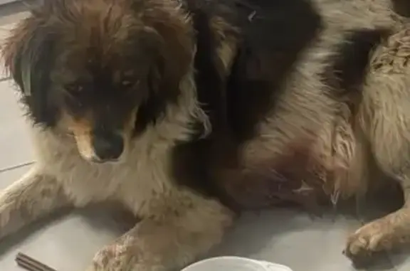 Собака найдена: 3-я Трудовая ул., 1/3, Краснодар