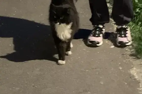 Кот найден у школы №86, ул. Катукова, 8