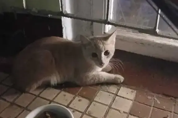 Котенок найден на Планерной ул., 16, Москва