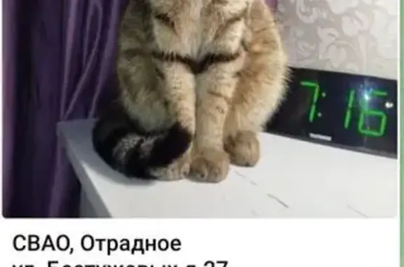 Пропала кошка, ул. Бестужевых 27, Москва