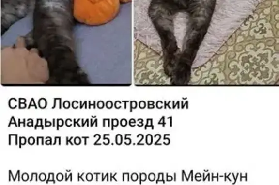 Пропала кошка, Анадырский проезд 41