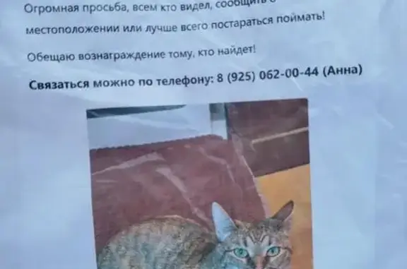 Пропала кошка, ул. Липчанского 7, Москва