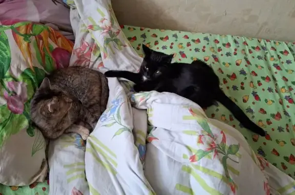 Кошки потеряшки, Электросталь, фото: Потеряшка чёрная кошка, Захарченко 4, Электросталь