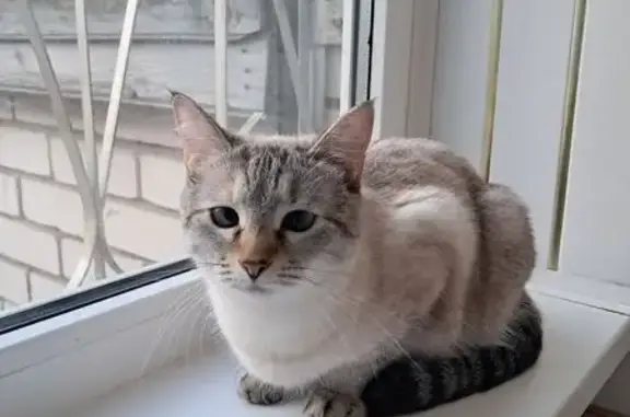 Пропала кошка, ул. Свободы 47, Иваново