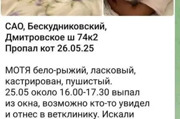 Пропала кошка, Дмитровское ш., 74 к2