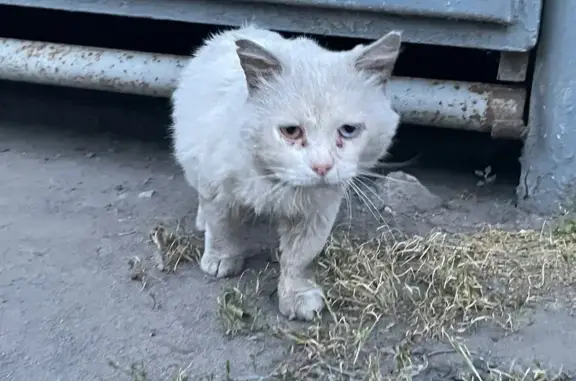 Найденные животные Таганрог, фото: Белый кот найден на Социалистической 14/83