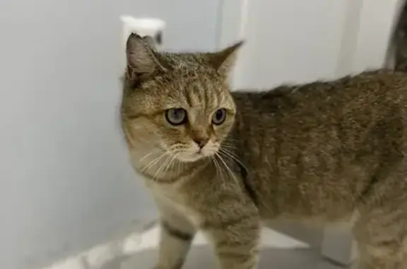 Найдена кошка, ул. Азиза Алиева, 8