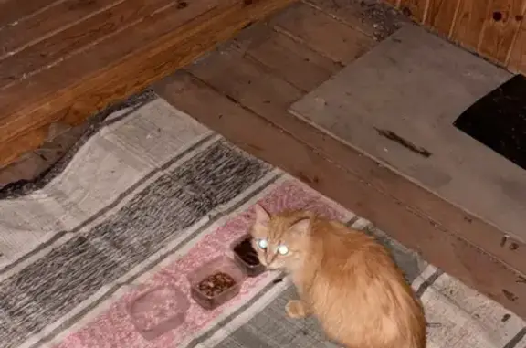 Рыжая кошка найдена, ул. Краснолесья