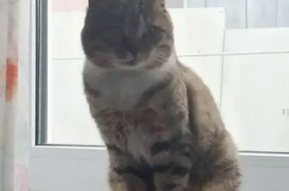 Пропала кошка, Чистый переулок, 2