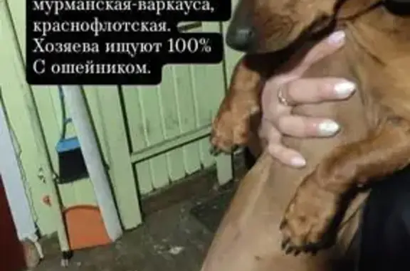 Найдена собака, Петрозаводск, фото: Щенок найден: Бесовецкая ул., 16, Петрозаводск