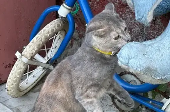 Пропала кошка, СНТ Мещера, г. Петушки
