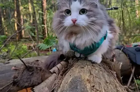 Кошки потеряшки, Зеленый Курган, фото: Потеряшка кошка, Школьная ул. 15, Зелёный