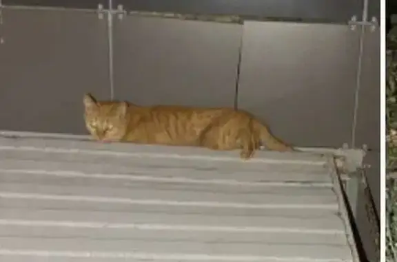 Найдена кошка, Бескудниковский бул., 25