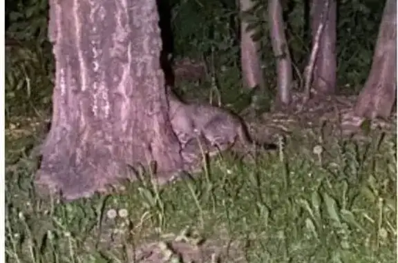 Кошка найдена: Бескудниковский бул., 40 к3