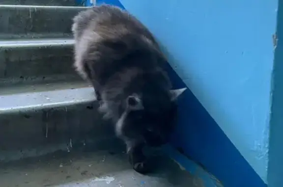 Кошка найдена у бульвара Космонавтов, 14