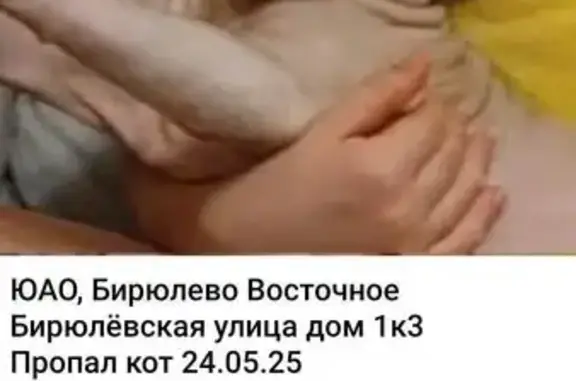 Пропала кошка, Бирюлёвская 1 к3, Москва