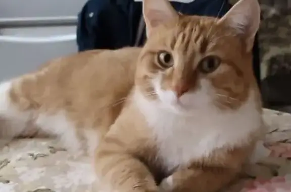 Кошки потеряшки, Боровичи, фото: Потеряшка кошка, Советская ул., 57, Боровичи