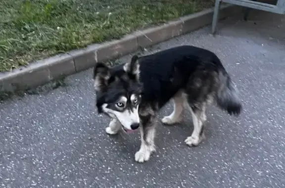 Найдена хаски, Казань, ул. Хвост 5