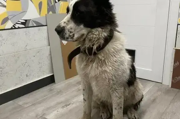 Найдена собака, 46К-7230, Черноголовка