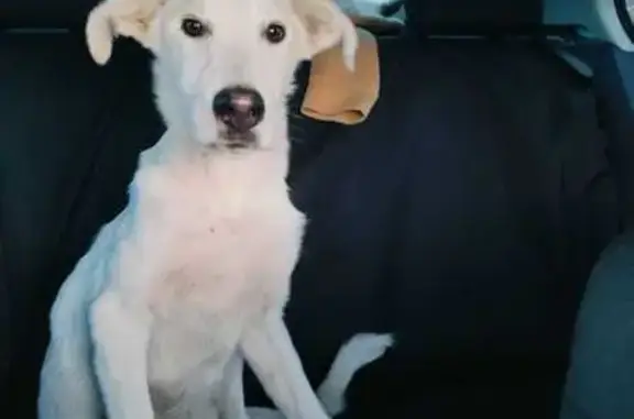 Найден пёс в Борисоглебе, Владимирская обл.