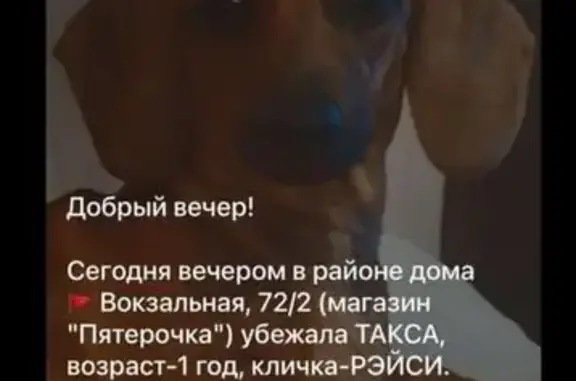 Пропала собака на Набережной 27А, Хабаровск