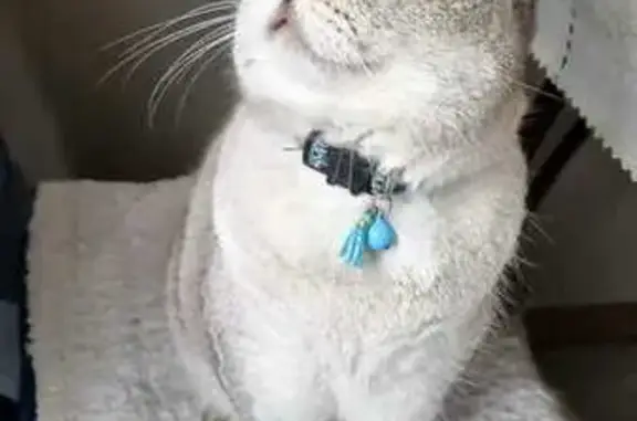 Пропала кошка, 2 Линия, МО