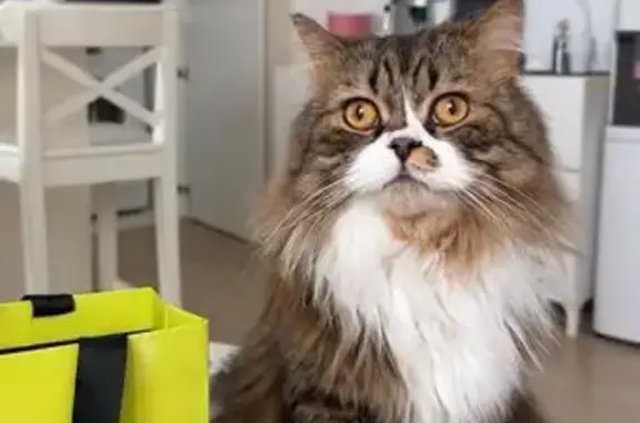 Кошки потеряшки, Кубовинский сельсовет, фото: Потеряшка кошка, Солнечная ул., Кубовинский